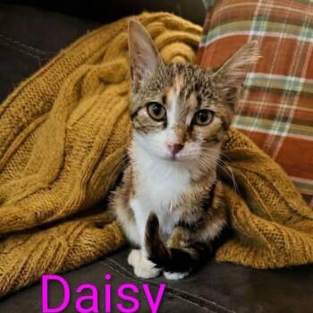 Daisy -  Tabby and Calico Cat for Adoption in Wyandotte, Michigan - Daisy | PetCurious