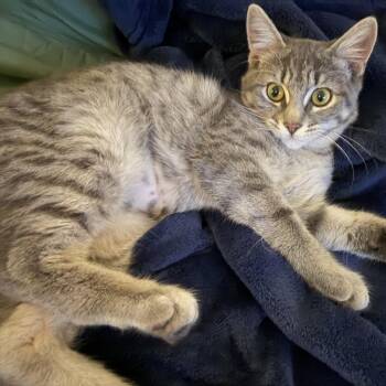 Imp -  Domestic Short Hair Cat for Adoption in Hudsonville, Michigan - Imp | PetCurious