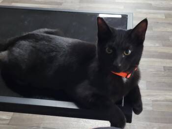 Tim -  Domestic Short Hair Cat for Adoption in Morganton, North Carolina - Tim | PetCurious