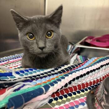 Rescue Domestic Short Hair Cats for Adoption in Saint Charles, Missouri - Imu | PetCurious