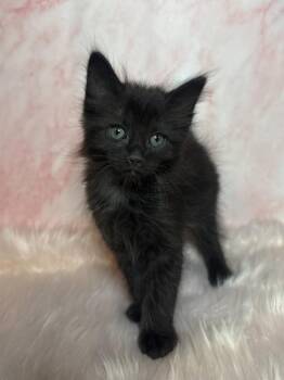 Domestic Short Hair Cats Available for Adoption - Eli | PetCurious