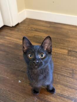 Hot Dog -  Domestic Short Hair Cat for Adoption in Dallas, Texas - Hot Dog | PetCurious