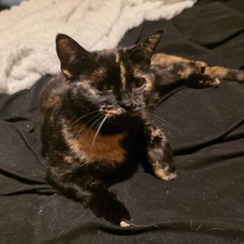 Rescue Domestic Short Hair Cats for Adoption in Grand Rapids, Minnesota - Nubs | PetCurious