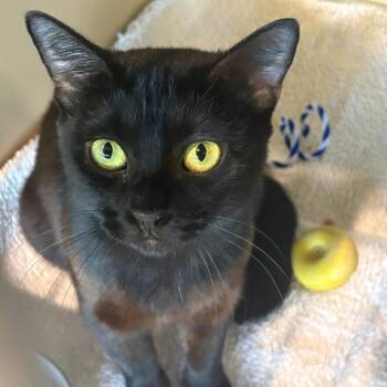 Adonna FKA Belladonna -  Domestic Short Hair Cat for Adoption in Leander, Texas - Adonna FKA Belladonna | PetCurious