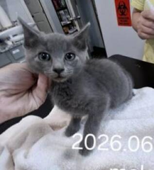 Bob -  Domestic Short Hair Cat for Adoption in Kansas City, Missouri - Bob | PetCurious