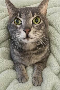 Tabby Cats Available for Adoption in Copley, Ohio - Isabella | PetCurious