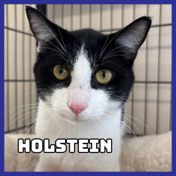 Rescue Domestic Short Hair Cats for Adoption in Glenwood, Minnesota - Holstein | PetCurious