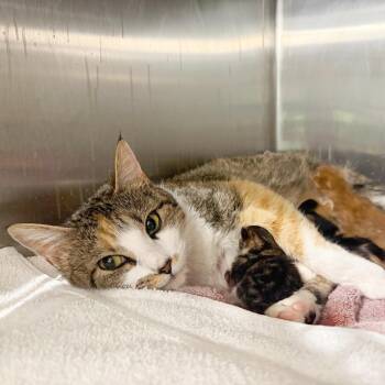 Clarabelle -  Domestic Short Hair Cat Available for Adoption in Cumming, Georgia - Clarabelle | PetCurious