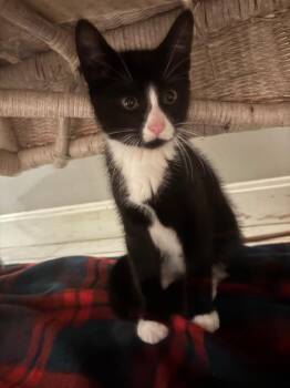 Nate -  Domestic Short Hair Cat for Adoption in Lunenburg, Massachusetts - Nate | PetCurious