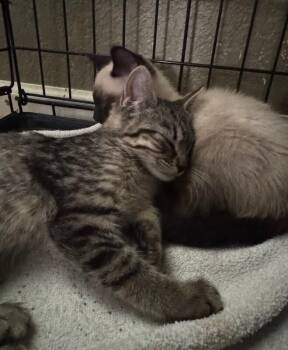 Tabitha Lyne -  Domestic Short Hair Cat for Adoption in Fort Collins, Colorado - Tabitha Lyne | PetCurious