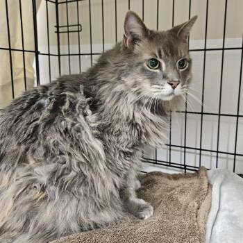 Domestic Long Hair Cats Available for Adoption in Chilliwack, British Columbia - Charlotte | PetCurious