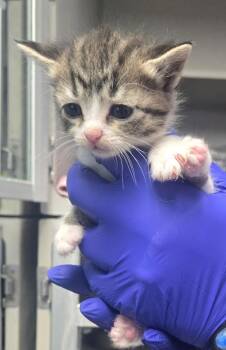 TC brntab/w f -  Domestic Short Hair Cat for Adoption in Greencastle, Indiana - TC Brntab/w F | PetCurious