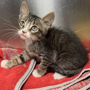 Mask -  Domestic Short Hair Cat for Adoption in Palm Springs, California - Mask | PetCurious