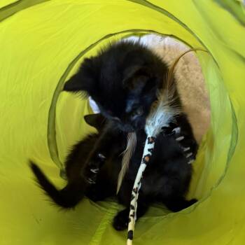 River -  Domestic Short Hair Cat for Adoption in Tampa, Florida - River | PetCurious