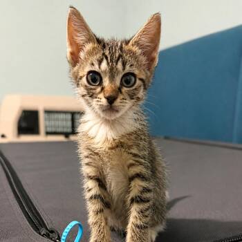 Dusk *Special Needs* (in Stevensville, MD) -  Domestic Short Hair Cat for Adoption - Dusk *Special Needs* (in Stevensville, MD) | PetCurious