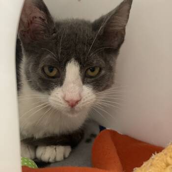 Rescue Domestic Short Hair Cats for Adoption in Los Angeles, California - Gummy Bear | PetCurious