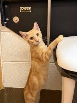 Domestic Short Hair Cats Available for Adoption in Wichita, Kansas - Ferb | PetCurious