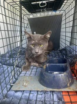 A923196 -  Domestic Short Hair Cat for Adoption in Sacramento, California - A923196 | PetCurious
