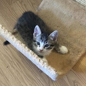 Domestic Short Hair Cats Available for Adoption in Prescott, Arizona - Rex | PetCurious