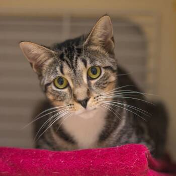Peaches -  Domestic Short Hair Cat for Adoption - Peaches | PetCurious