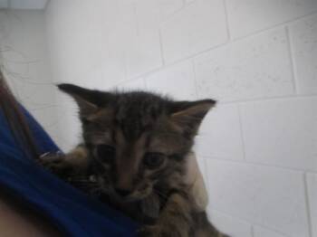 A389042 -  Domestic Short Hair Cat for Adoption in Ocala, Florida - A389042 | PetCurious
