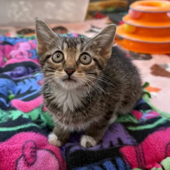 Rescue Domestic Short Hair Cats for Adoption in South Elgin, Illinois - Beefaroni | PetCurious