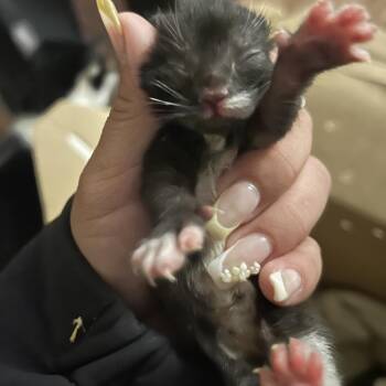 Jackie -  Domestic Short Hair Cat for Adoption in Newark, New Jersey - Jackie | PetCurious
