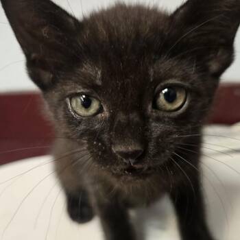 Gladys -  Domestic Short Hair Cat for Adoption in Desert Hot Springs, California - Gladys | PetCurious