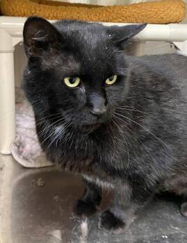 Gary -  Domestic Short Hair Cat for Adoption in Fargo, North Dakota - Gary | PetCurious