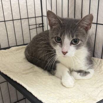 Eloise May -  Domestic Short Hair Cat for Adoption in Normal, Illinois - Eloise May | PetCurious