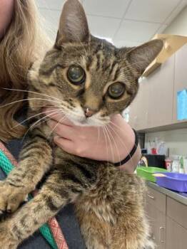 Rescue Domestic Short Hair Cats for Adoption in Fishers, Indiana - Poppy | PetCurious