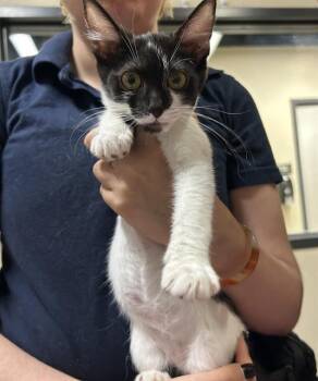 PACHINA -  Domestic Short Hair Cat for Adoption in Modesto, California - PACHINA | PetCurious