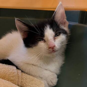 Gravy Boat -  Domestic Short Hair Cat for Adoption in Philadelphia, Pennsylvania - Gravy Boat | PetCurious