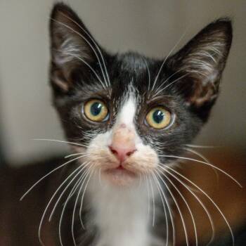 Theo -  Domestic Short Hair Cat for Adoption in Hilton Head Island, South Carolina - Theo | PetCurious