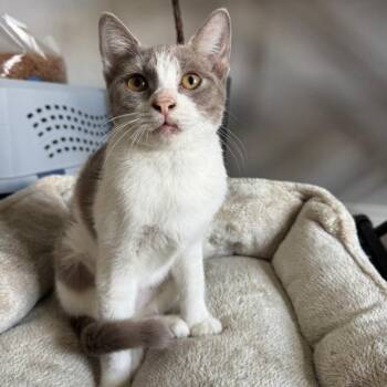 Penelope -  Domestic Short Hair Cat for Adoption in Tustin, California - Penelope | PetCurious