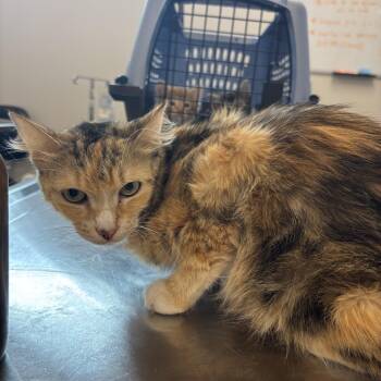 CFO (Chief Feline Officer) -  Domestic Medium Hair Cat for Adoption in Evanston, Illinois - CFO (Chief Feline Officer) | PetCurious