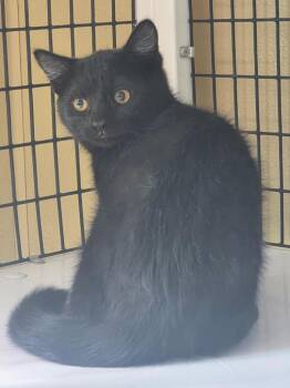 Blk dlh Kitten -  Domestic Long Hair Cat for Adoption in Green River, Wyoming - Blk Dlh Kitten | PetCurious