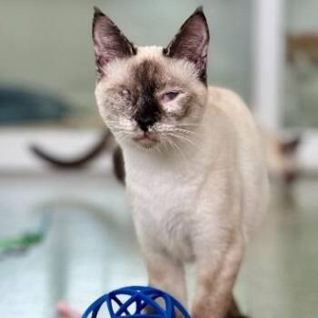 Artemis (bonded with Moon) -  Siamese Cat for Adoption in Wilmington, Delaware - Artemis (bonded With Moon) | PetCurious