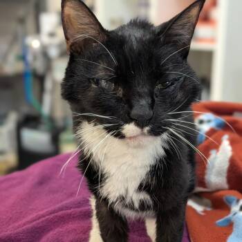 Domestic Short Hair Cats Available for Adoption - Valentine | PetCurious