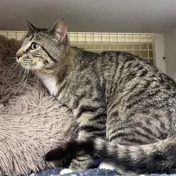 Domestic Short Hair Cats Available for Adoption in Tulsa, Oklahoma - Clyde | PetCurious