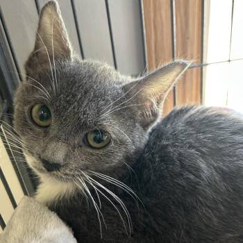 Domestic Short Hair Cats Available for Adoption in Muncie, Indiana - Lucy | PetCurious