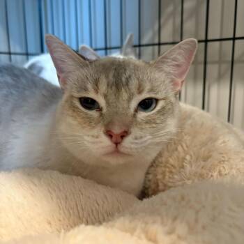 Blondie -  Siamese Cat for Adoption in Louisville, Kentucky - Blondie | PetCurious