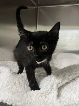 Domestic Short Hair Cats Available for Adoption - Sixseven | PetCurious