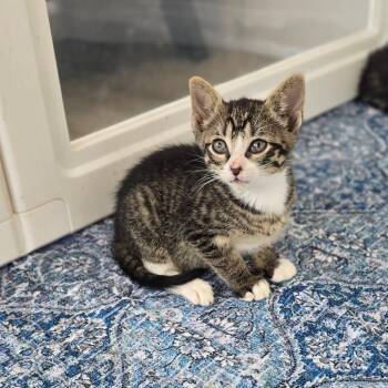Adriana -  Domestic Short Hair Cat for Adoption in East Hanover, New Jersey - Adriana | PetCurious