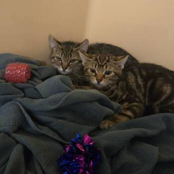 Bluebell -  Domestic Short Hair Cat for Adoption in East Hanover, New Jersey - Bluebell | PetCurious