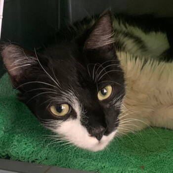 Rescue Domestic Short Hair Cats for Adoption in Fishkill, New York - Pippin | PetCurious