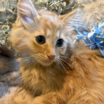 Mango Westie 56320 -  Domestic Long Hair Cat for Adoption in Eaton Rapids, Michigan - Mango Westie 56320 | PetCurious