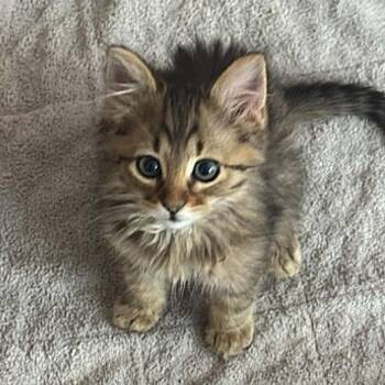 Bijoux (Maine Coone Mix) -  Maine Coon and Domestic Long Hair Cat for Adoption in Allen, Texas - Bijoux (Maine Coone Mix) | PetCurious