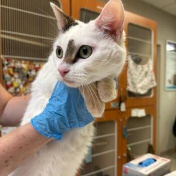 Smudge -  Domestic Short Hair Cat for Adoption in Murray, Utah - Smudge | PetCurious