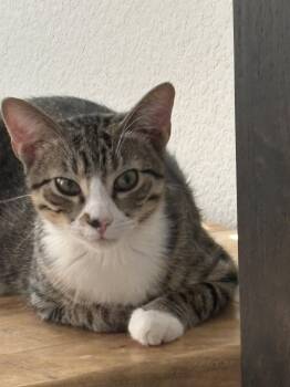 Blakely -  Domestic Medium Hair Cat for Adoption in The Woodlands, Texas - Blakely | PetCurious